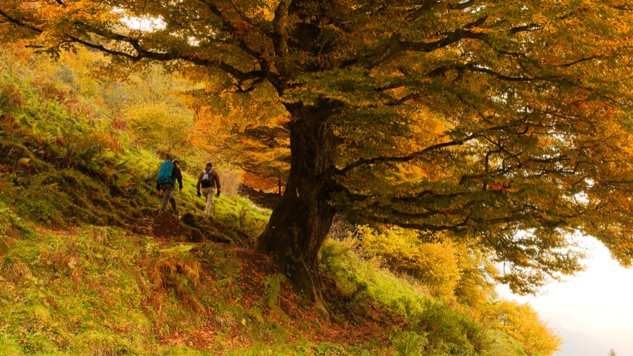 Hikers under a golden autumn tree