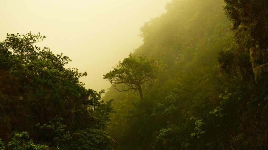 Fog drifting through the laurel forest